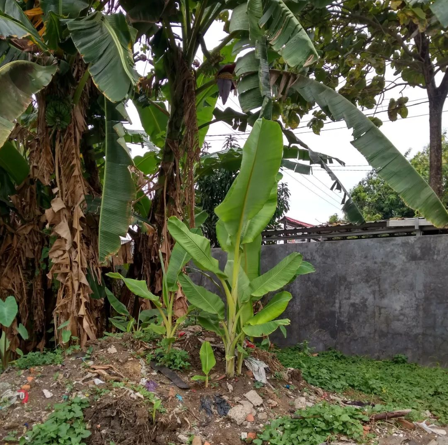 pontianak banana tree