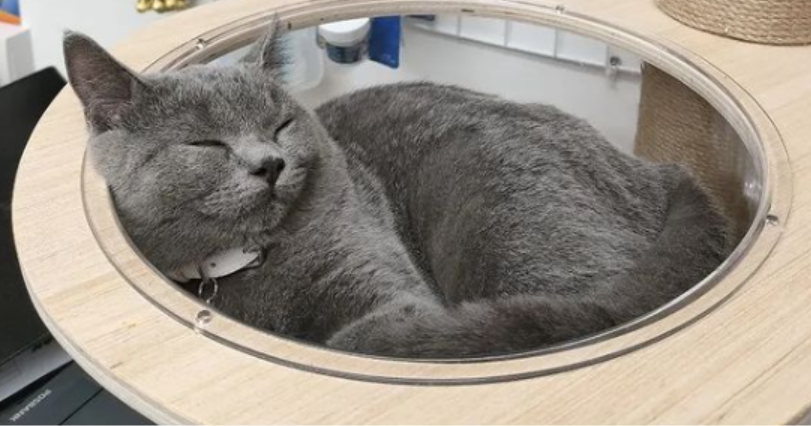 cat