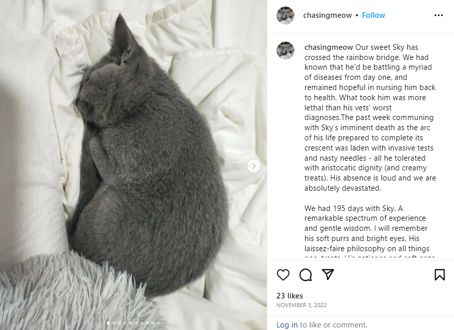 cat